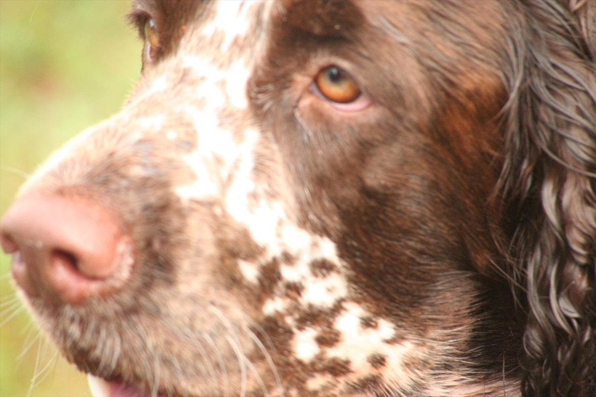 Engelsk springer spaniel Baloo *R.I.P* billede 18