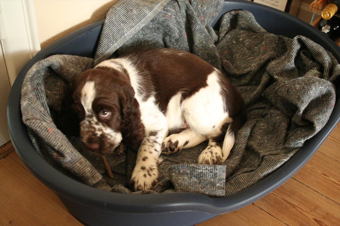 Engelsk springer spaniel Baloo *R.I.P* billede 12