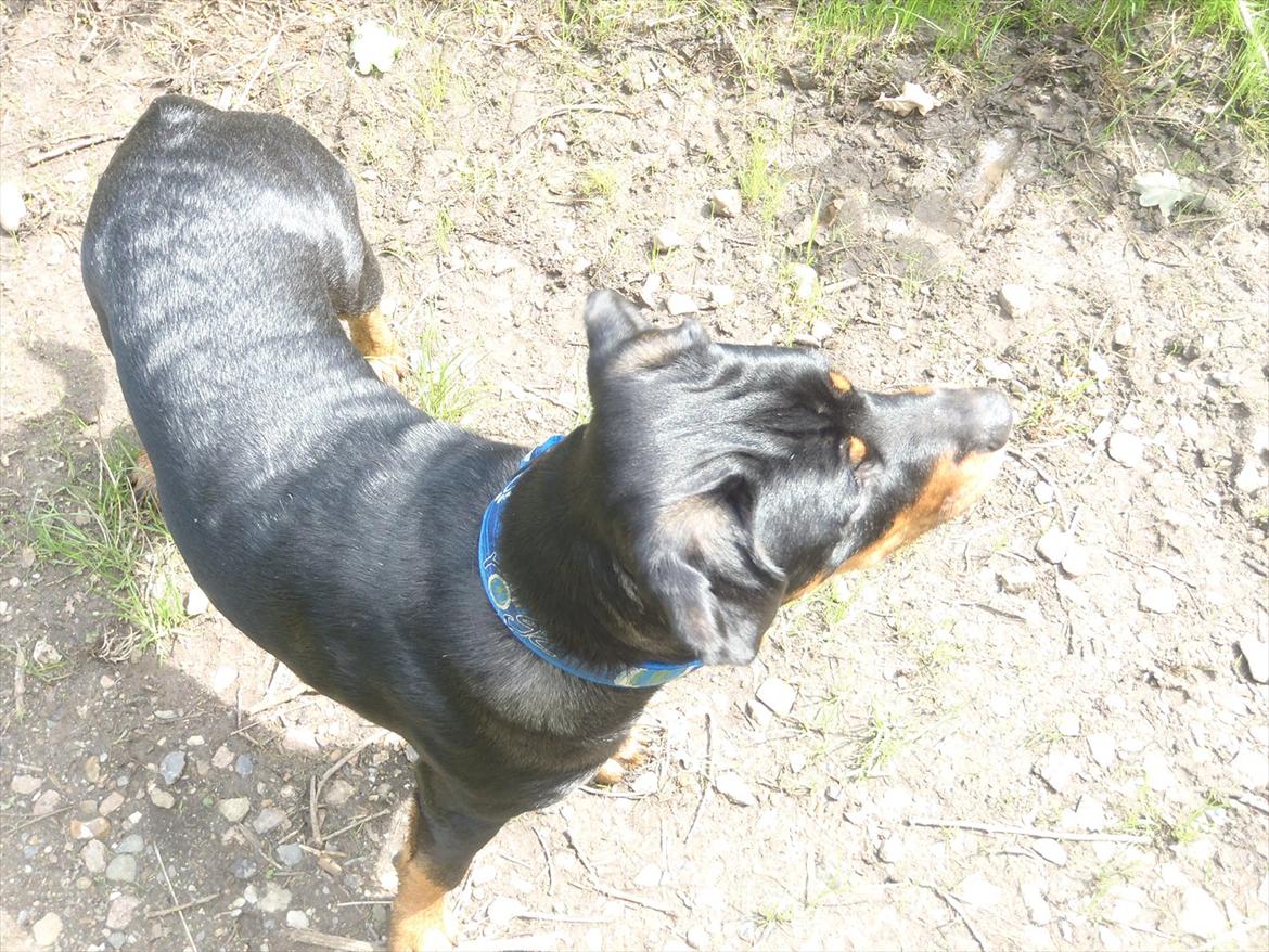 Rottweiler Samson - Hunde?? Hvor??? billede 8