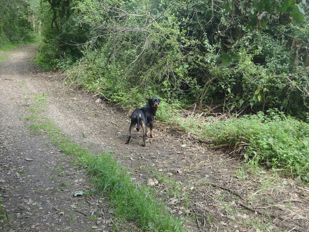 Rottweiler Samson - Nej, ik alle de billeder i hundeskoven!! billede 9