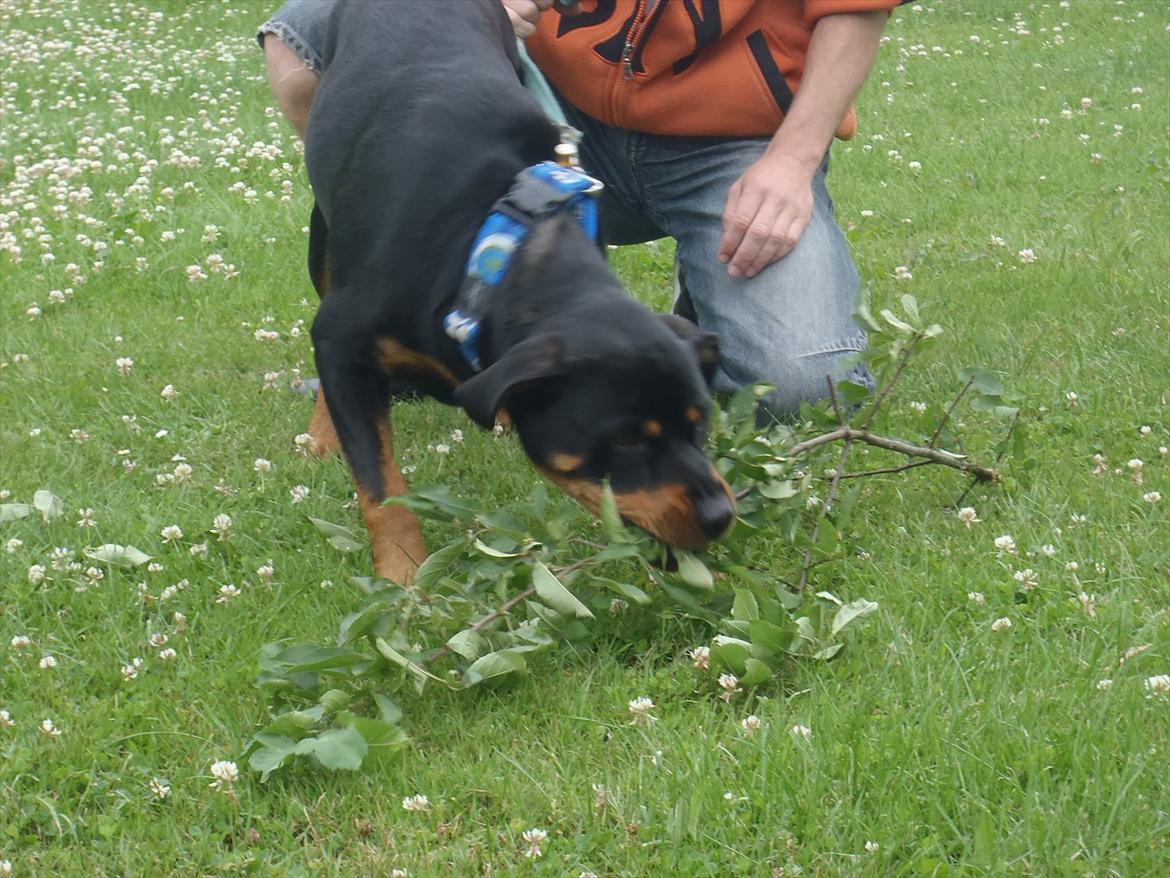 Rottweiler Samson - Se fandt en lille pind til turen hjem :D billede 10