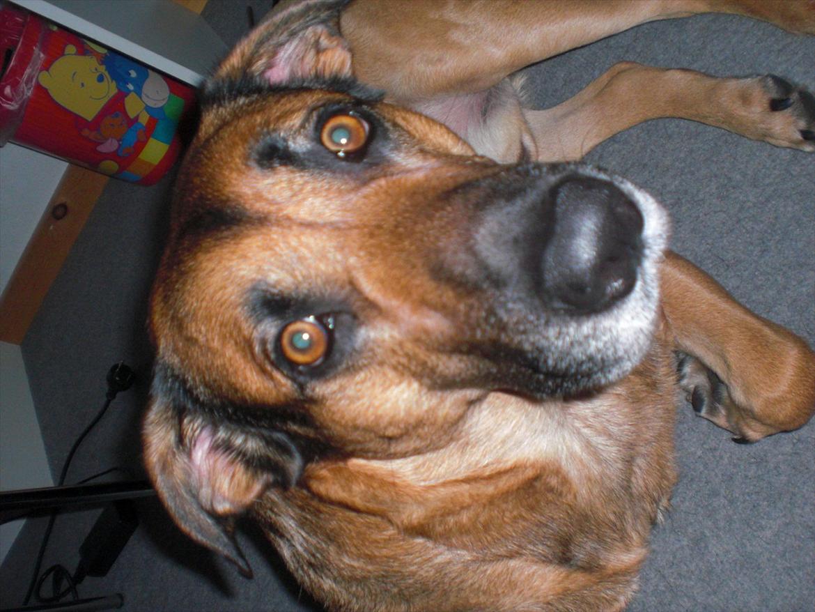 Blanding af racer Karlsen - ved at være et gammelt billed. men synes han er så sød derpå. billede 9