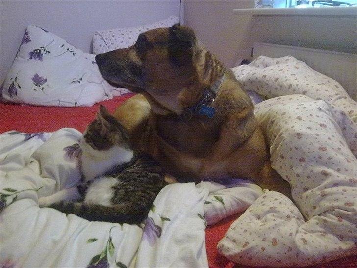 Blanding af racer Karlsen - Et billed af ham også vores Kat Kalle. billede 10