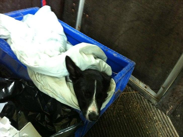 Border collie Lucky - Lucky får en lur. billede 8
