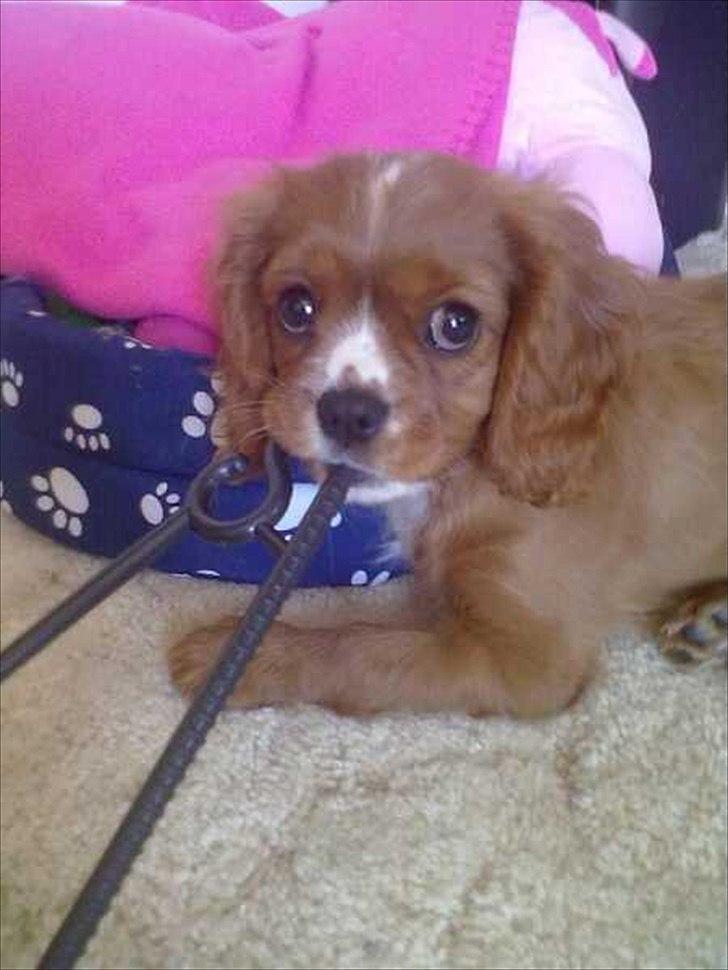 Cavalier king charles spaniel Silje - Nej mor, jeg har ikke taget bøjlen! billede 2