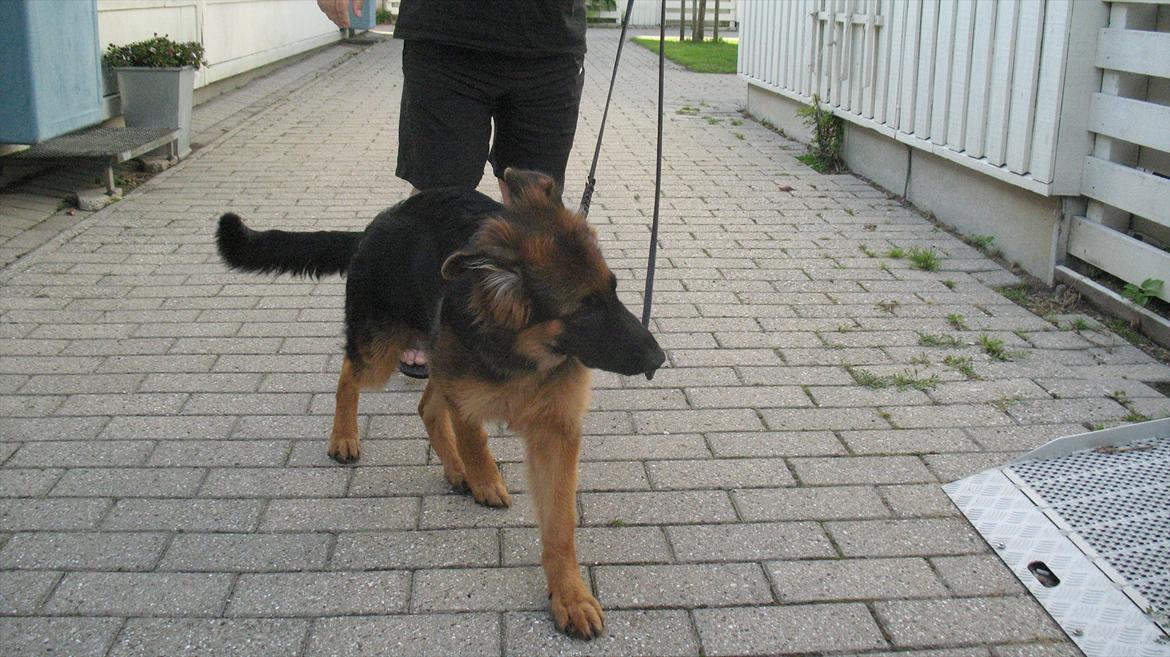 Schæferhund Akacias Quando - Her går jeg tur med far, han går altså pænt langsomt, så jeg prøver at sætte tempoet op! billede 12