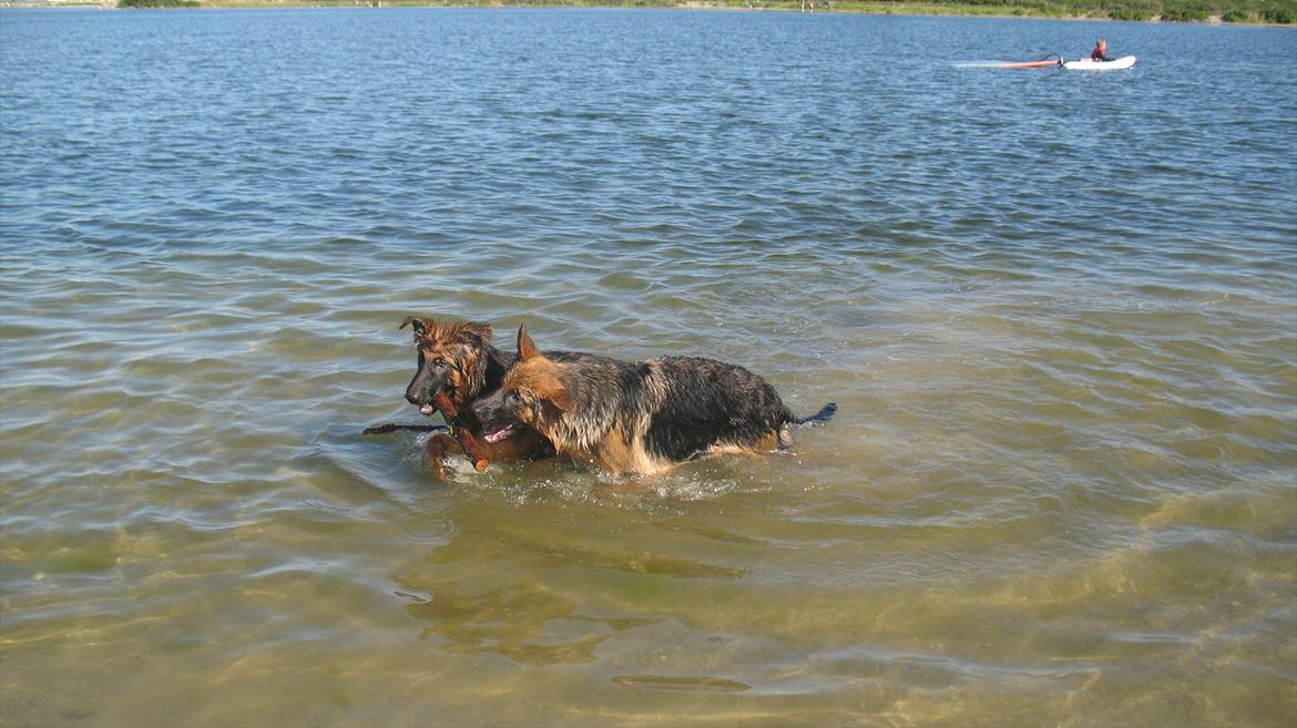 Schæferhund Akacias Quando - På stranden med brormand Mason. billede 13