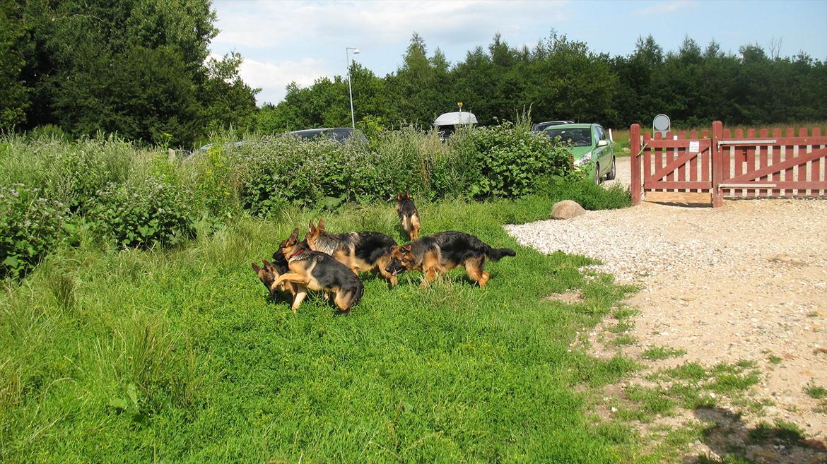 Schæferhund Akacias Quando - På Oxbjerget med 4 andre hunde fra hvalpeholdet (Kreds 3). billede 15