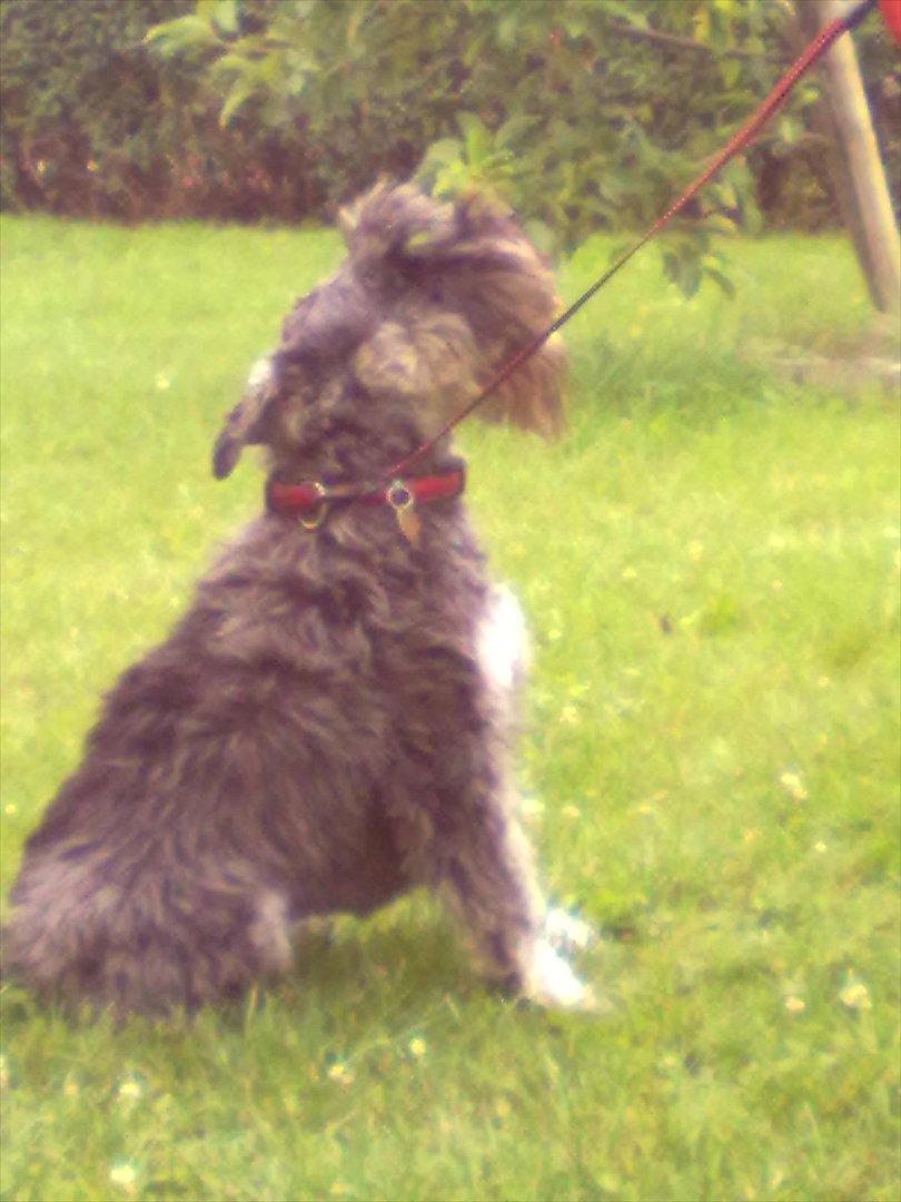 Schnauzer nelli (går med/passer) - velkommen til min profil ;D billede 1