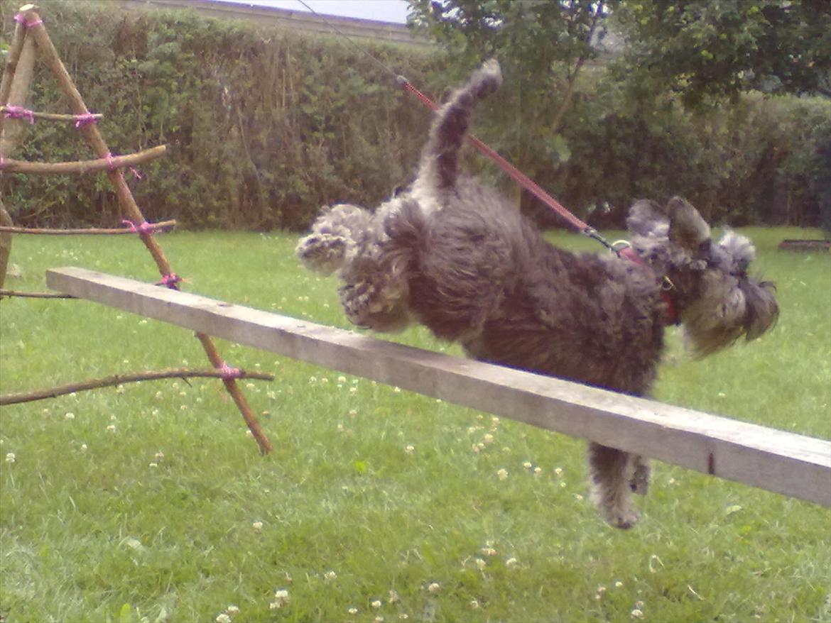 Schnauzer nelli (går med/passer) - jubi hopper lige 30cm billede 2