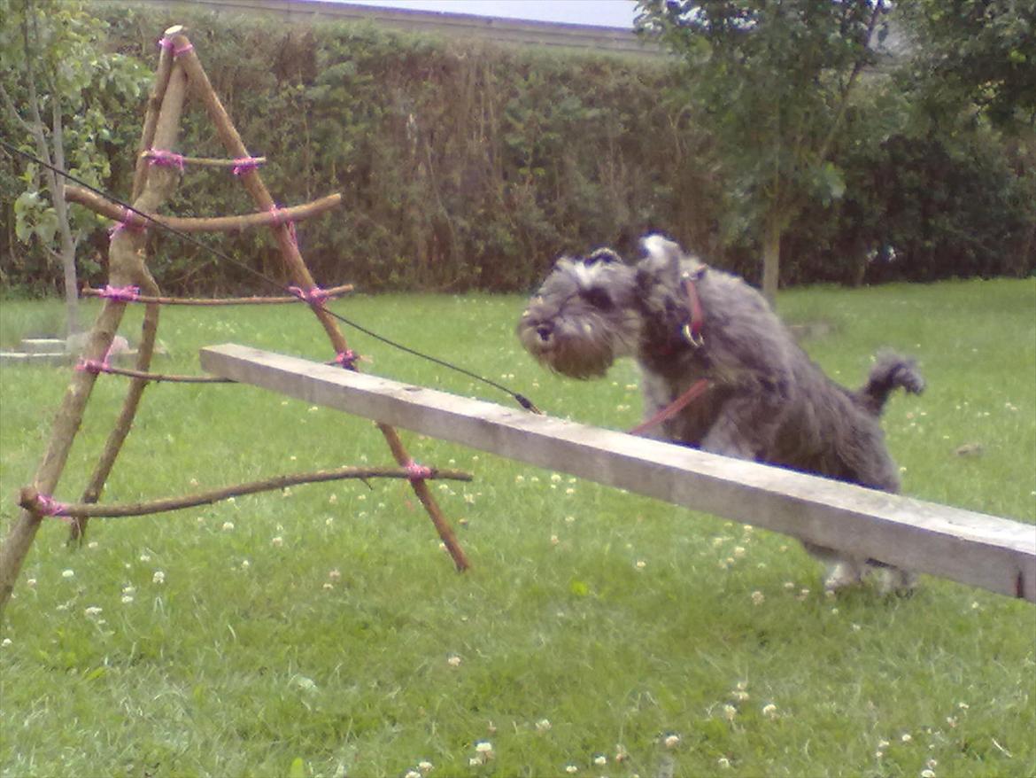 Schnauzer nelli (går med/passer) - igen billede 3