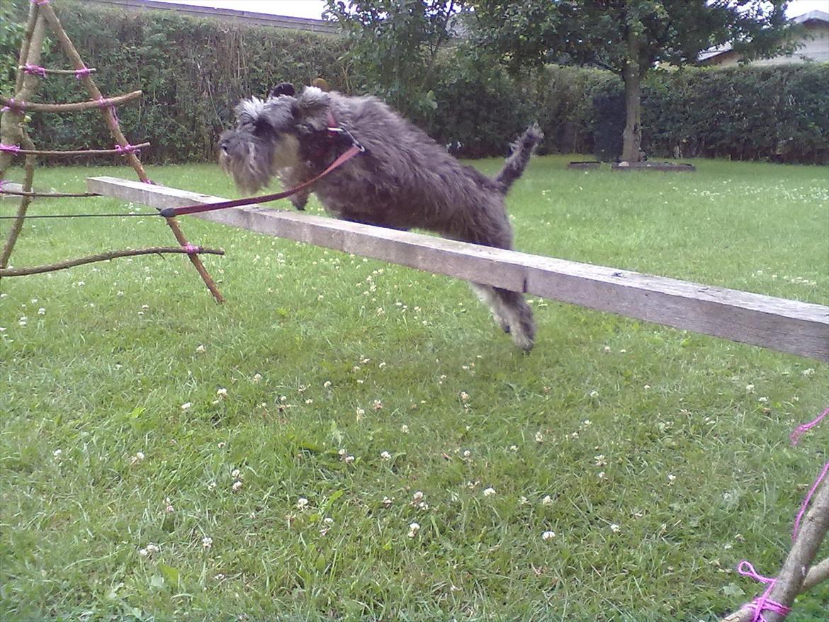 Schnauzer nelli (går med/passer) billede 4