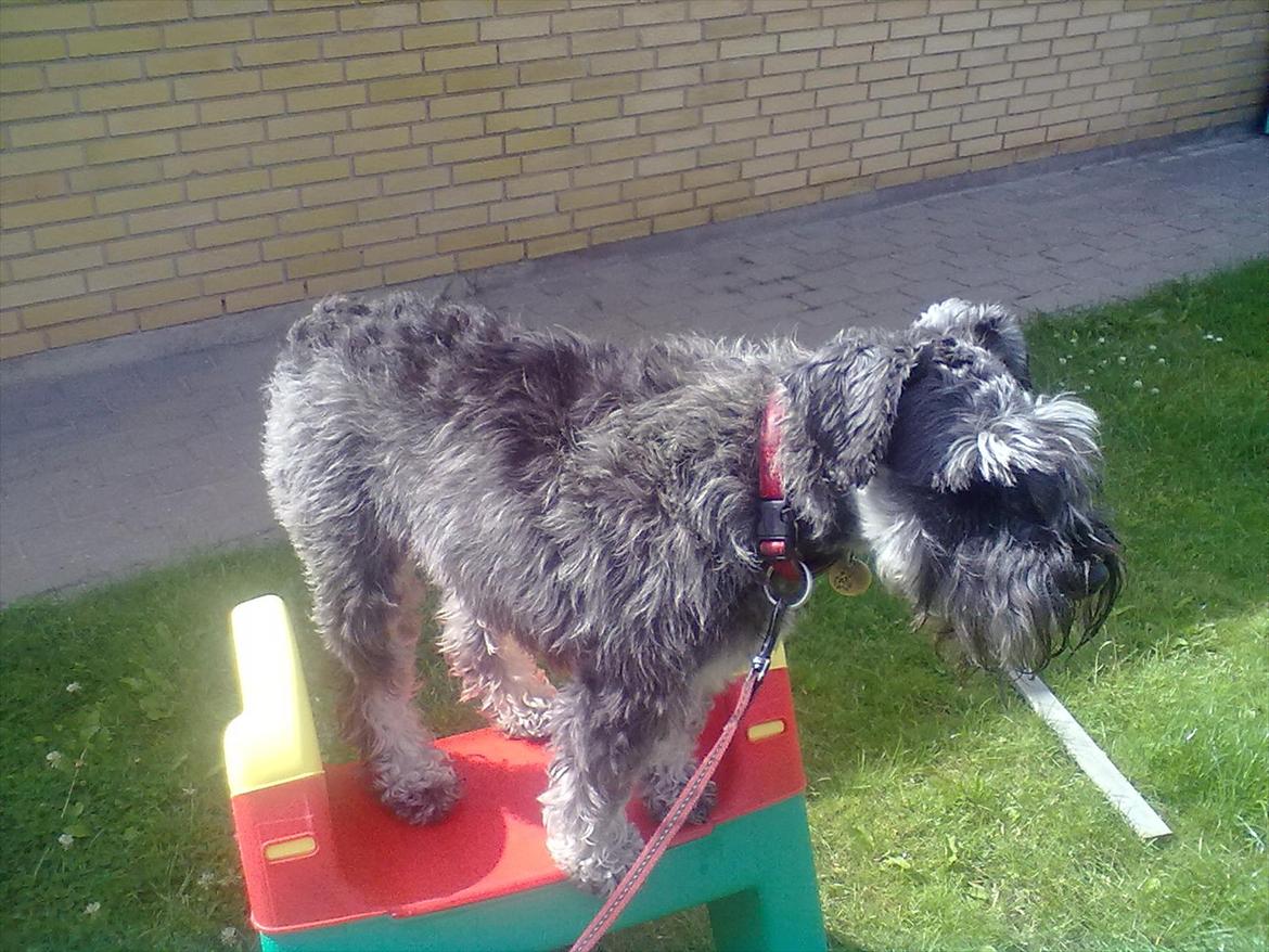 Schnauzer nelli (går med/passer) billede 5