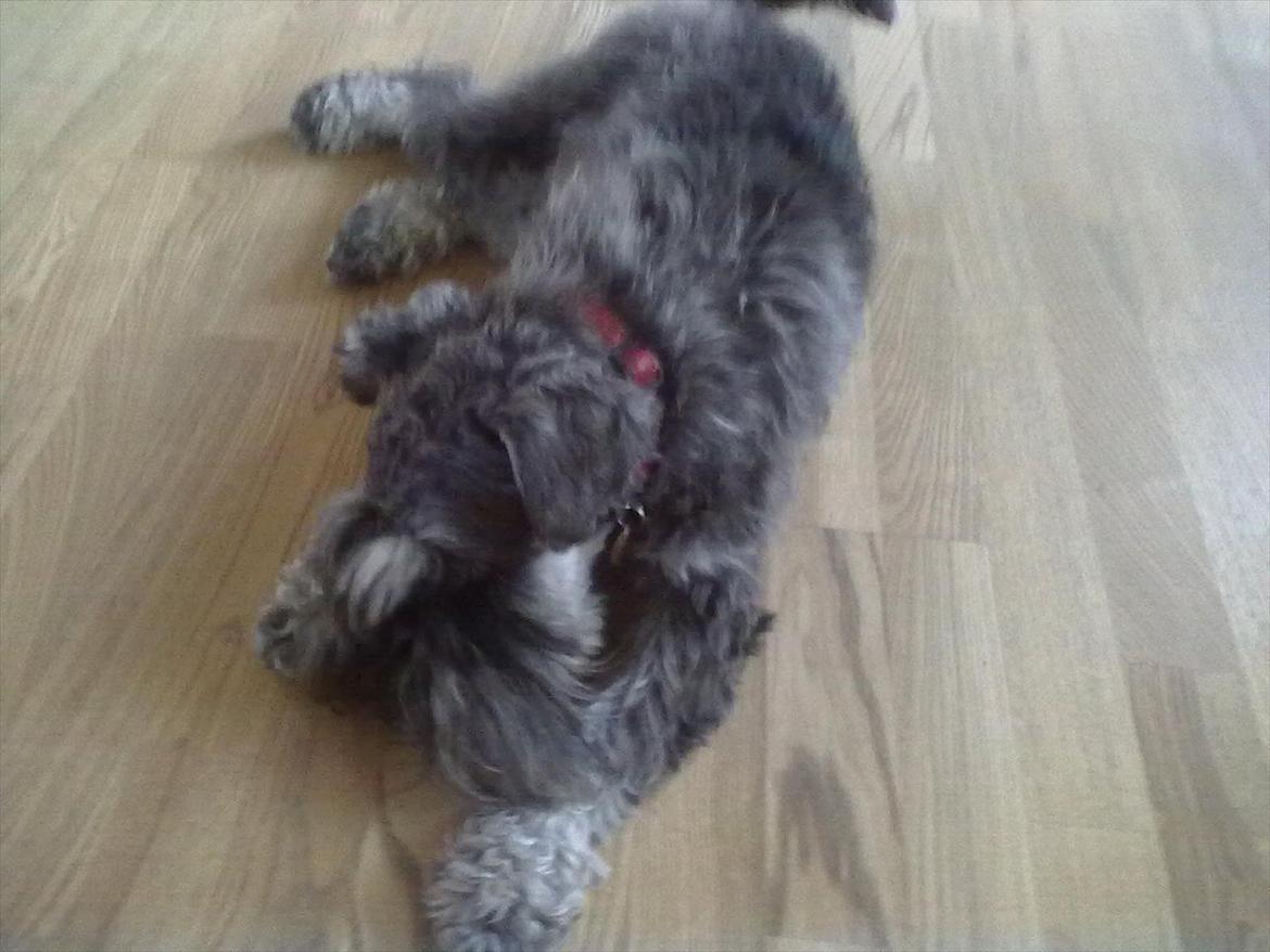 Schnauzer nelli (går med/passer) - slapper af hjemme billede 6