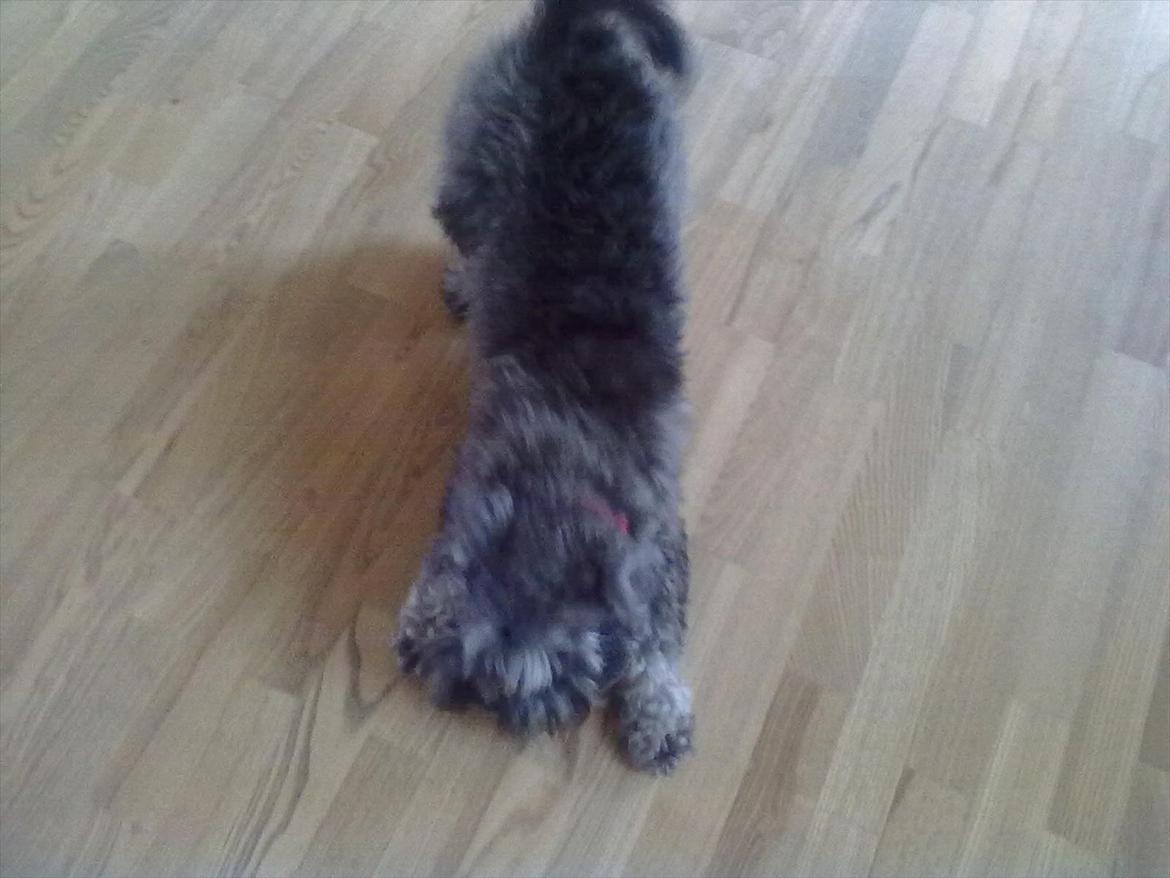 Schnauzer nelli (går med/passer) - leger lidt med pive ting  billede 7