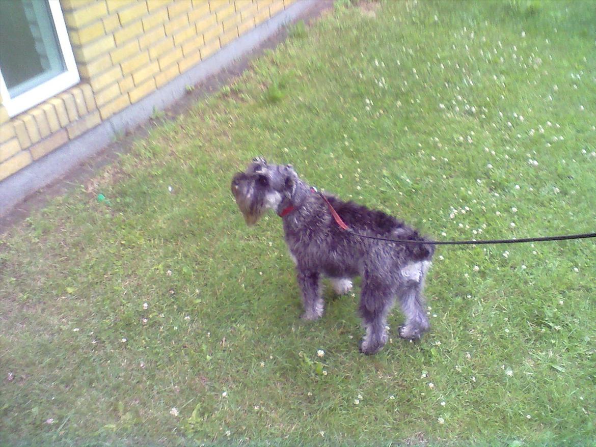 Schnauzer nelli (går med/passer) - hva nu ??:D billede 8