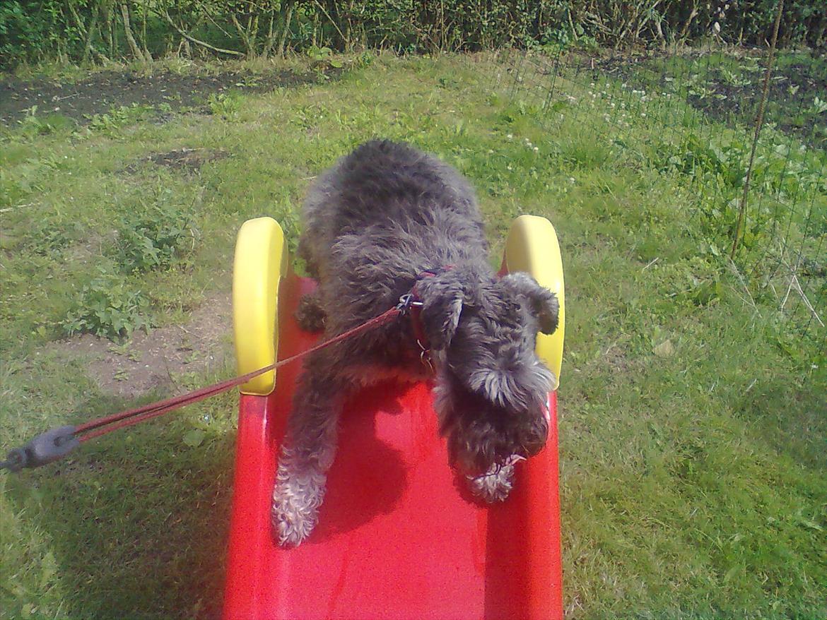 Schnauzer nelli (går med/passer) - ;D billede 9