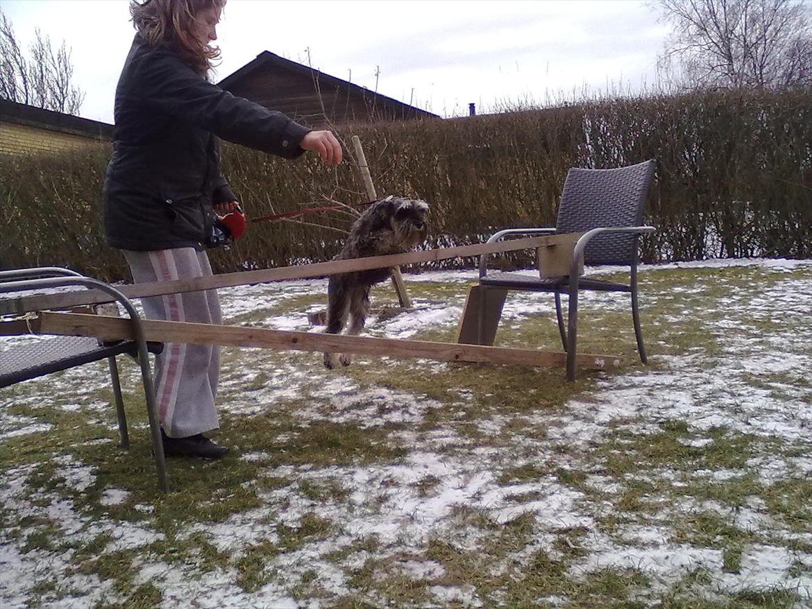 Schnauzer nelli (går med/passer) - fra i febuar mig der springer cirka 60cm billede 10