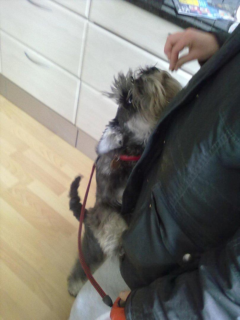 Schnauzer nelli (går med/passer) - gi mig nu michelle billede 11