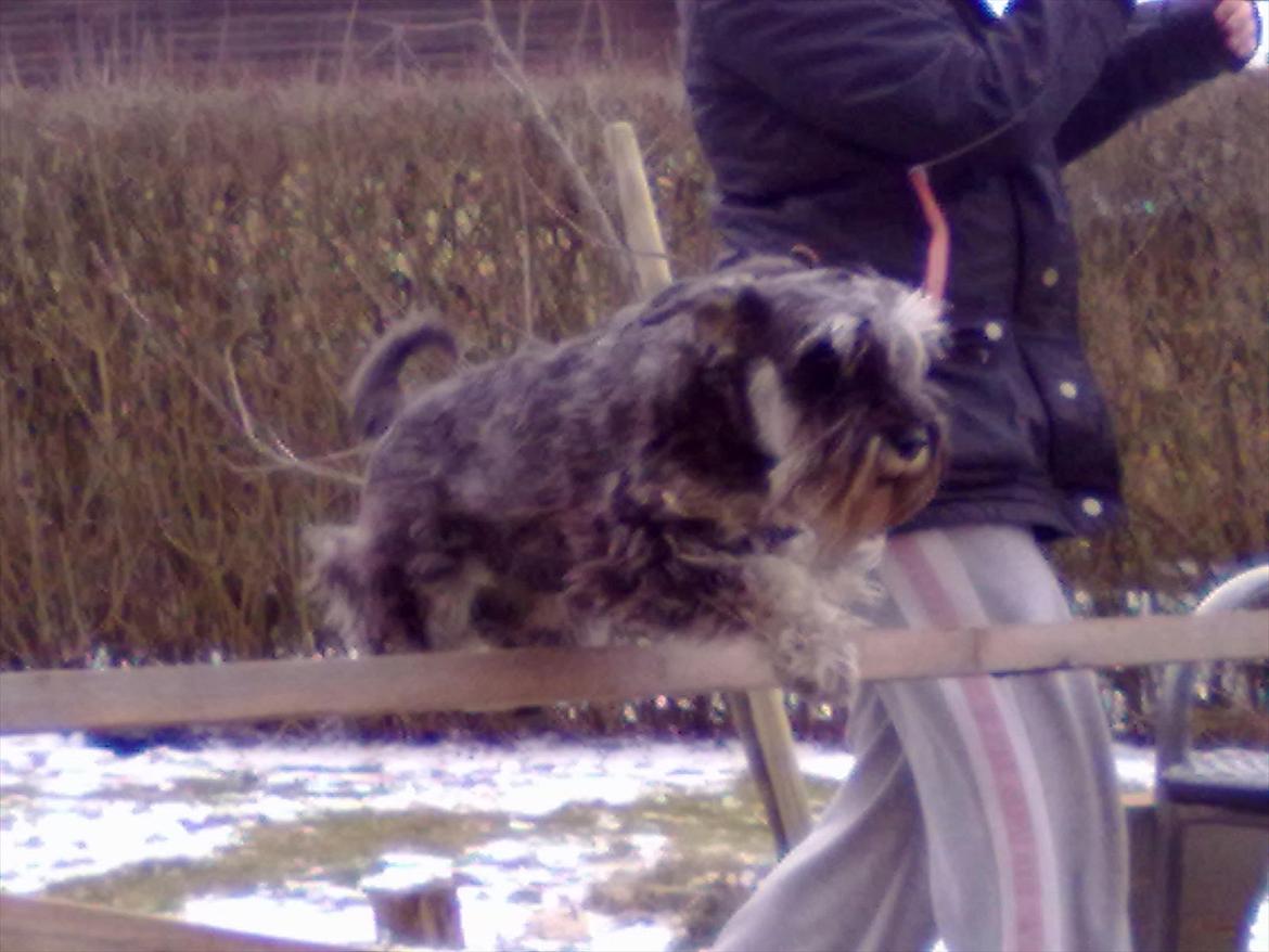 Schnauzer nelli (går med/passer) - juhu kom over  billede 12