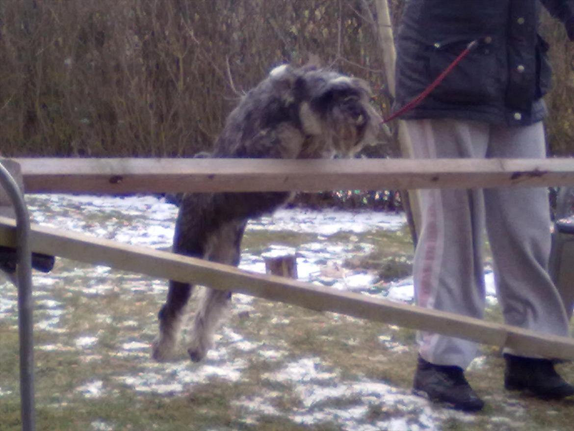 Schnauzer nelli (går med/passer) - hop billede 13