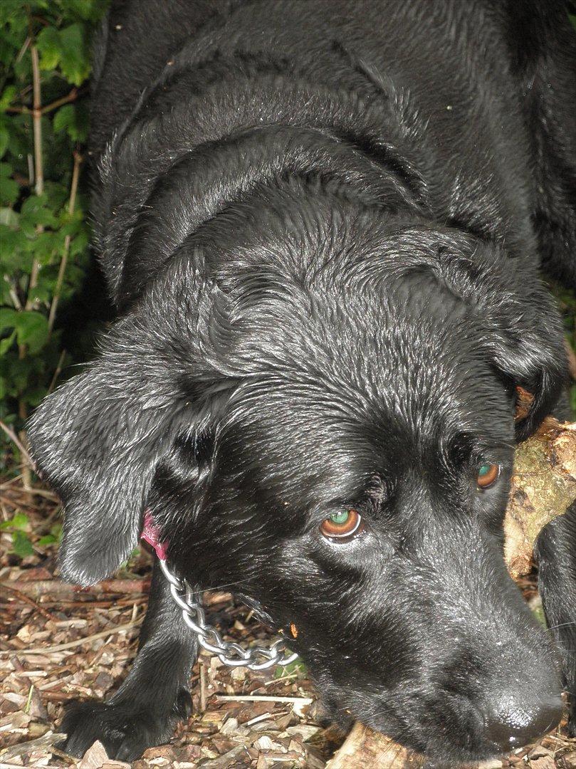 Labrador retriever Kiki *Dragen* billede 10