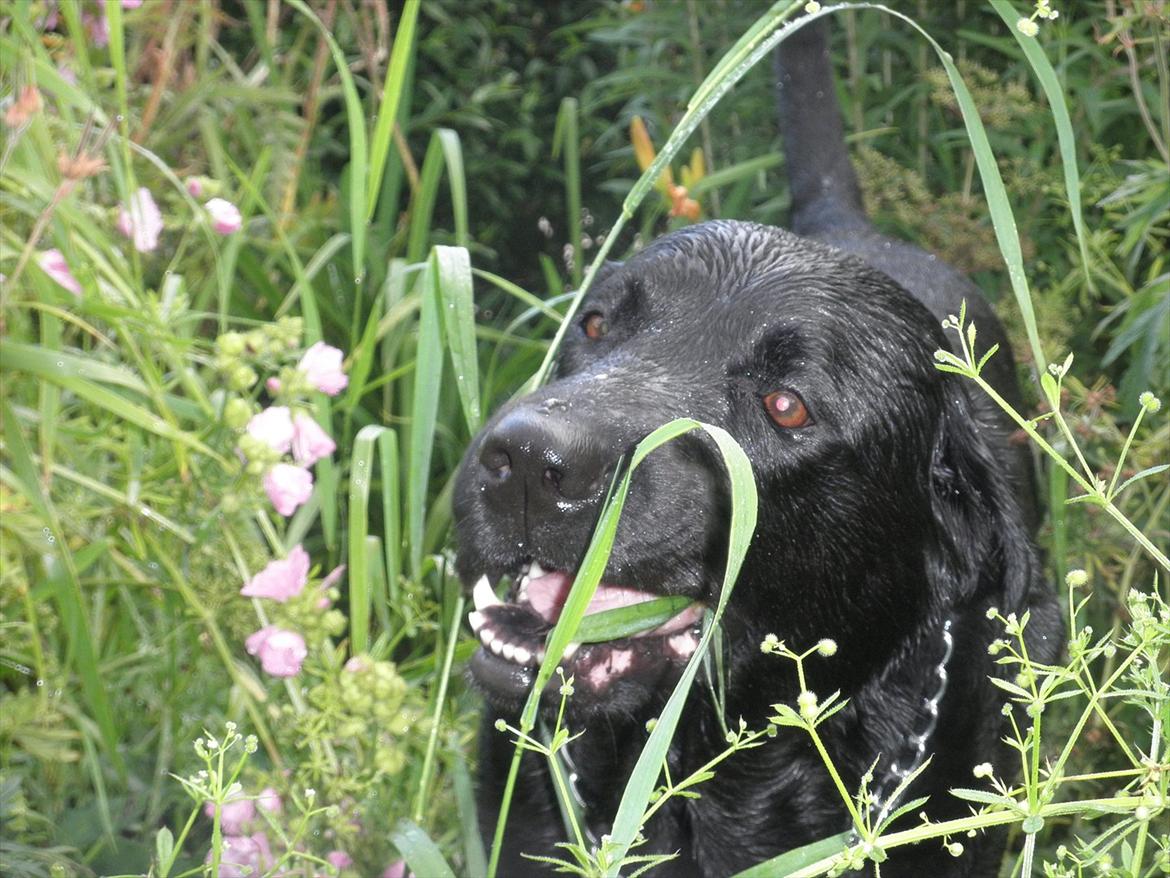 Labrador retriever Kiki *Dragen* - Vegatar? :)
 billede 11