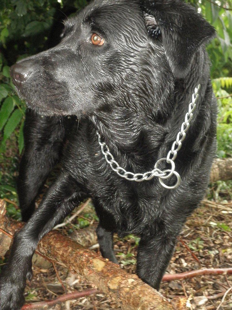 Labrador retriever Kiki *Dragen* - Nysgerri? Mun ikke... billede 12