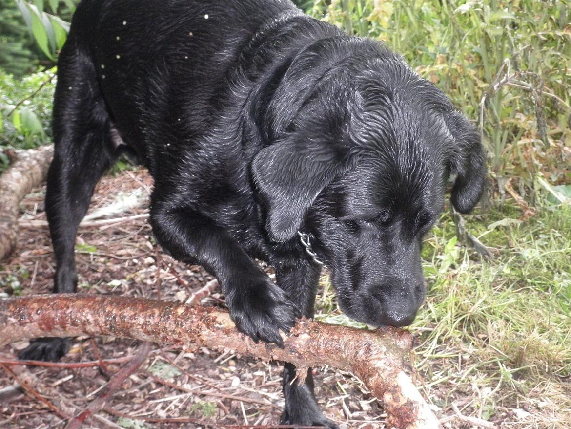 Labrador retriever Kiki *Dragen* billede 13