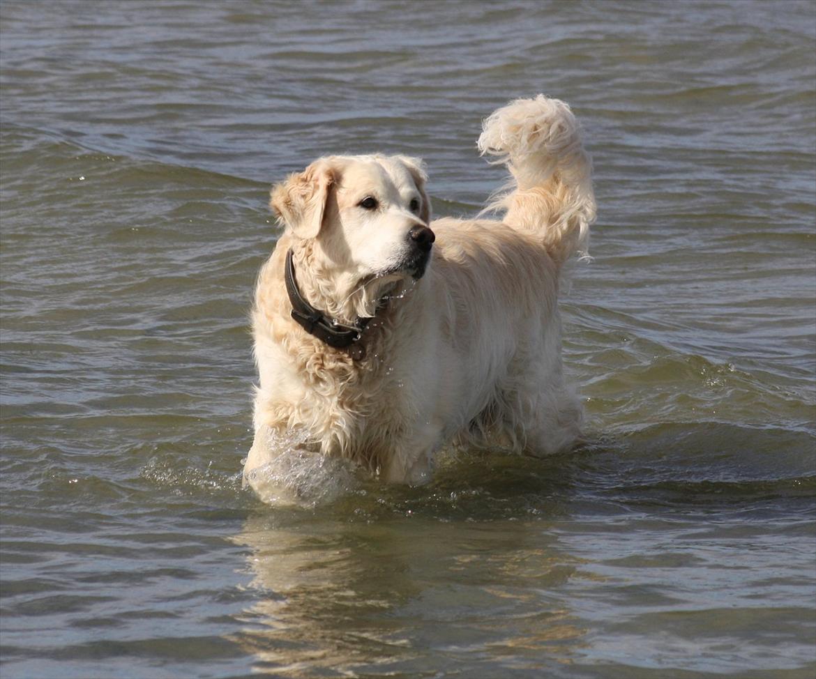Golden retriever Charlie billede 16
