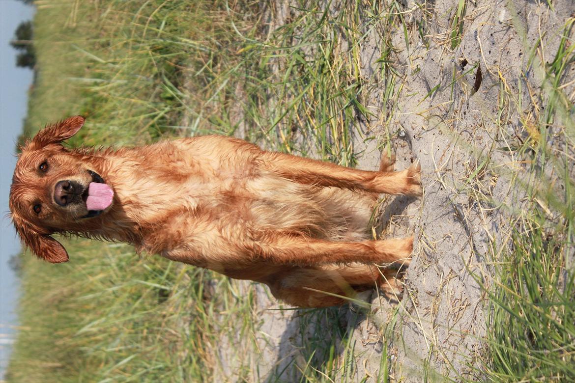 Golden retriever Aya billede 1