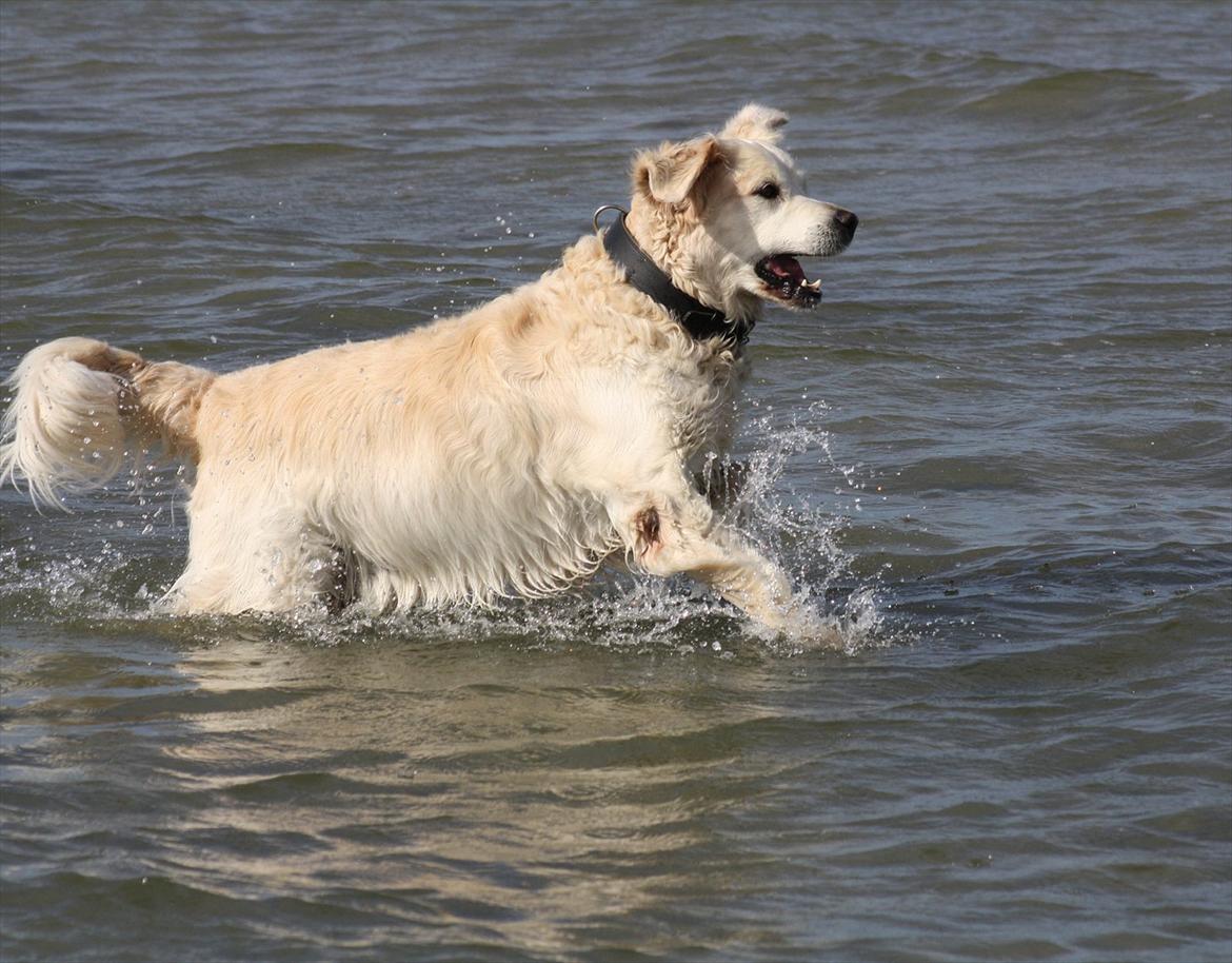 Golden retriever Charlie billede 2