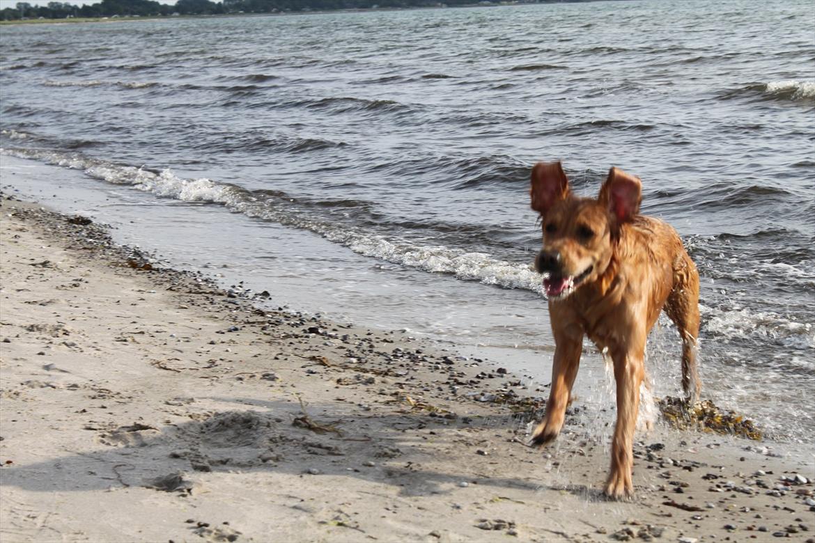 Golden retriever Aya billede 2