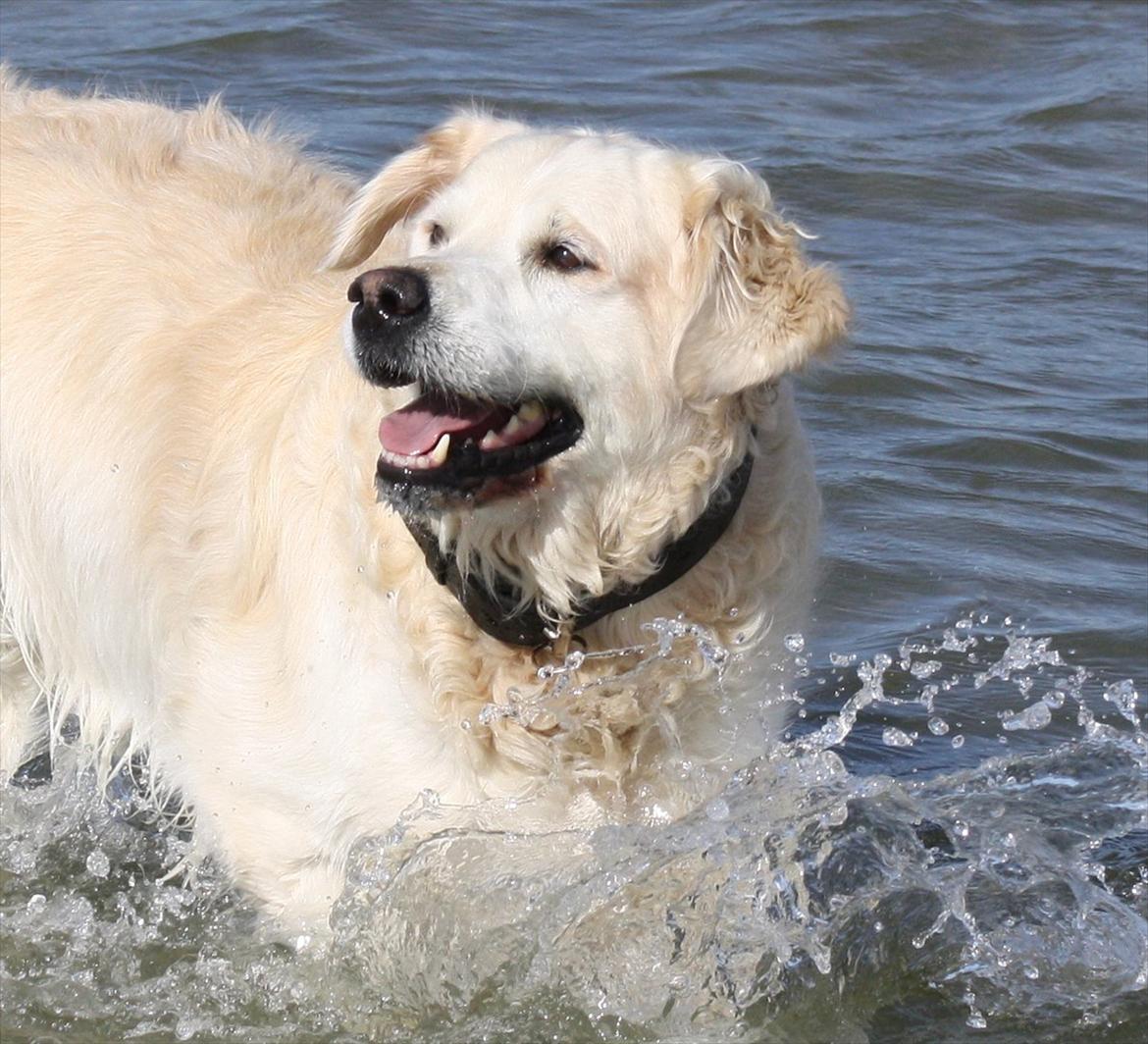 Golden retriever Charlie - Charlie ude at bade i havet :) sommer 2011 billede 17