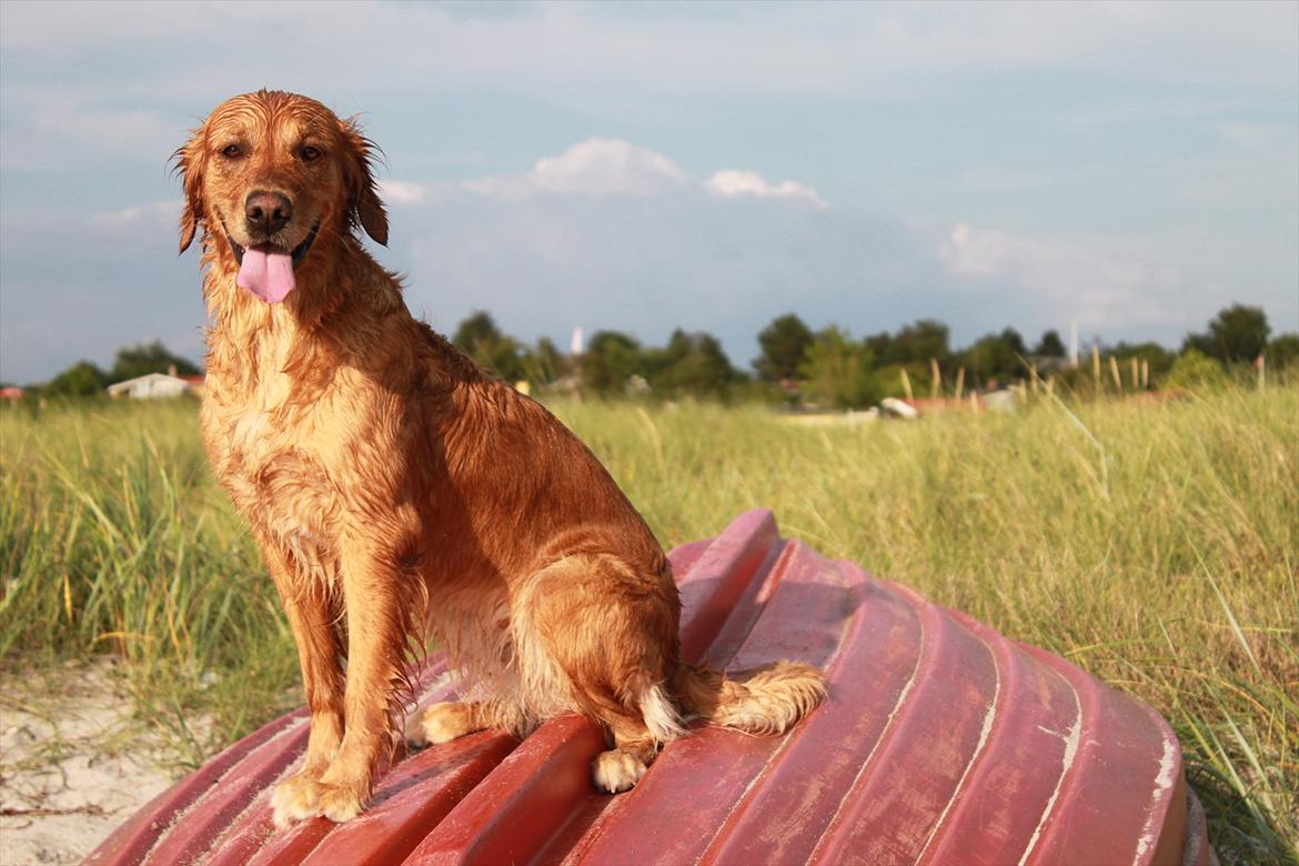 Golden retriever Aya billede 3