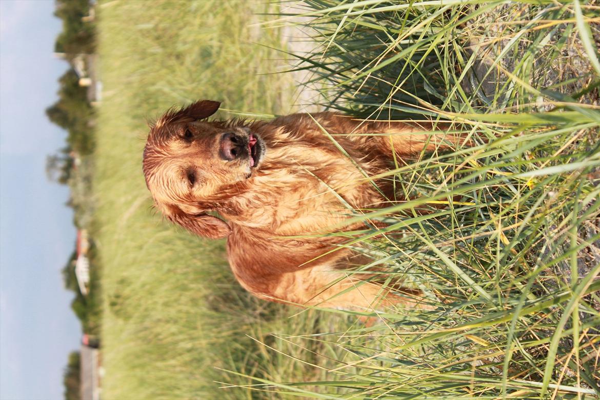 Golden retriever Aya billede 4