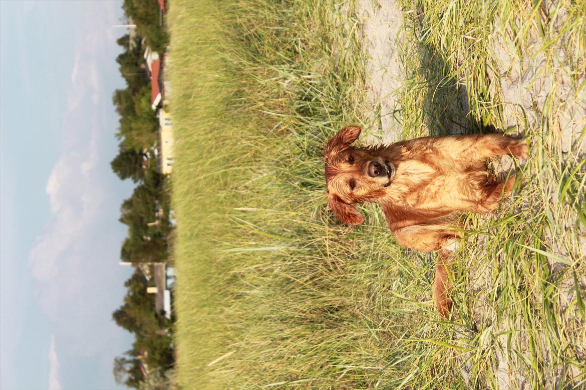 Golden retriever Aya billede 5