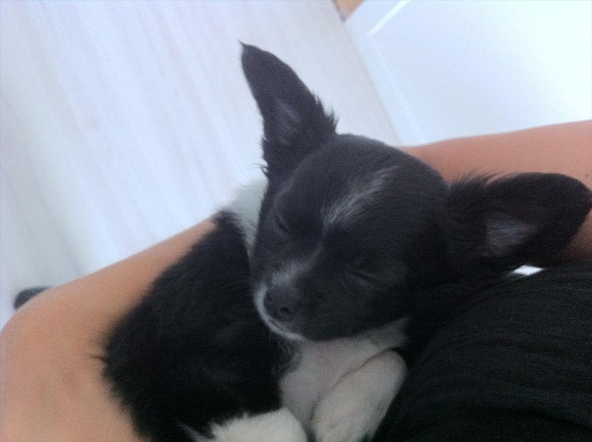 Chihuahua Domino billede 12