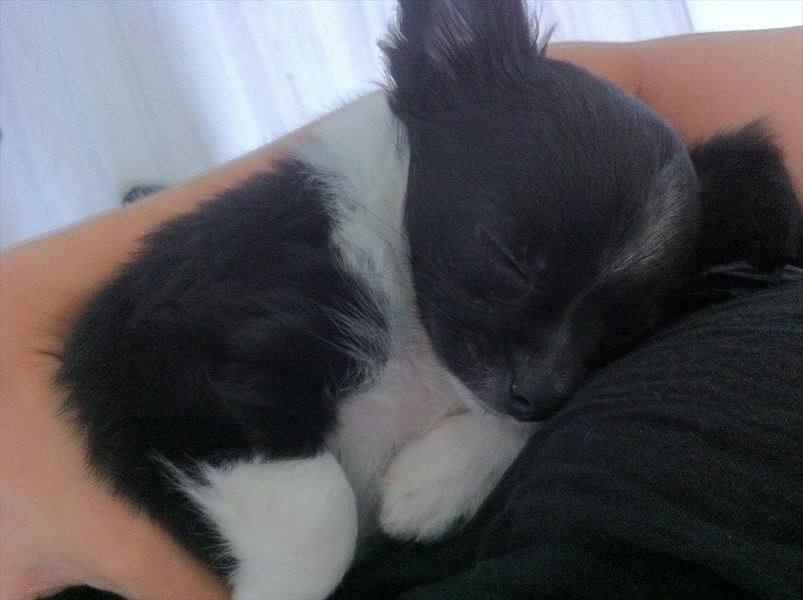 Chihuahua Domino billede 13