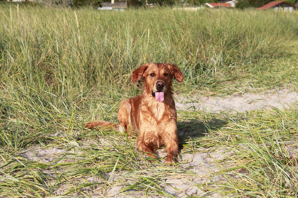 Golden retriever Aya billede 6