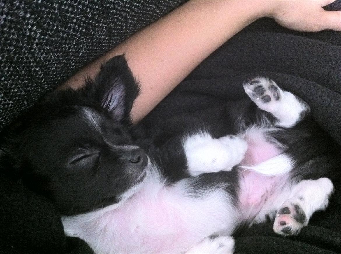 Chihuahua Domino billede 14