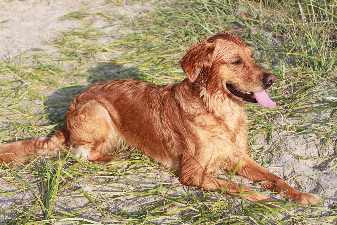 Golden retriever Aya billede 7