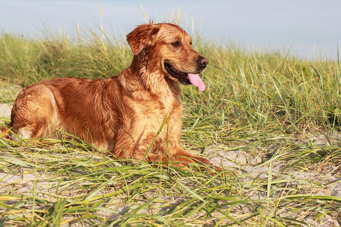 Golden retriever Aya billede 8