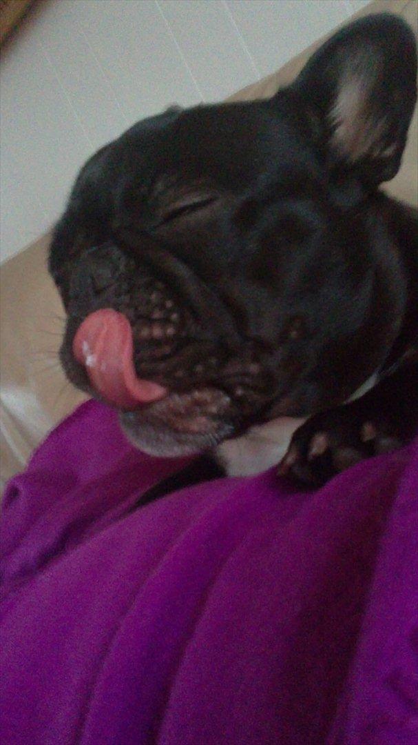 Fransk bulldog Trunte - Trunte
 billede 1