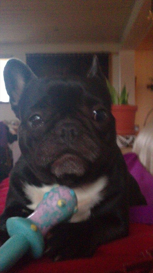 Fransk bulldog Trunte - Trunte billede 2