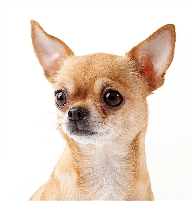 Chihuahua **Bertha** billede 18