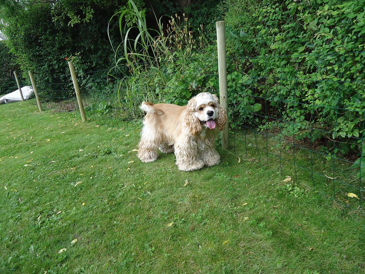 Amerikansk cocker spaniel walde billede 16