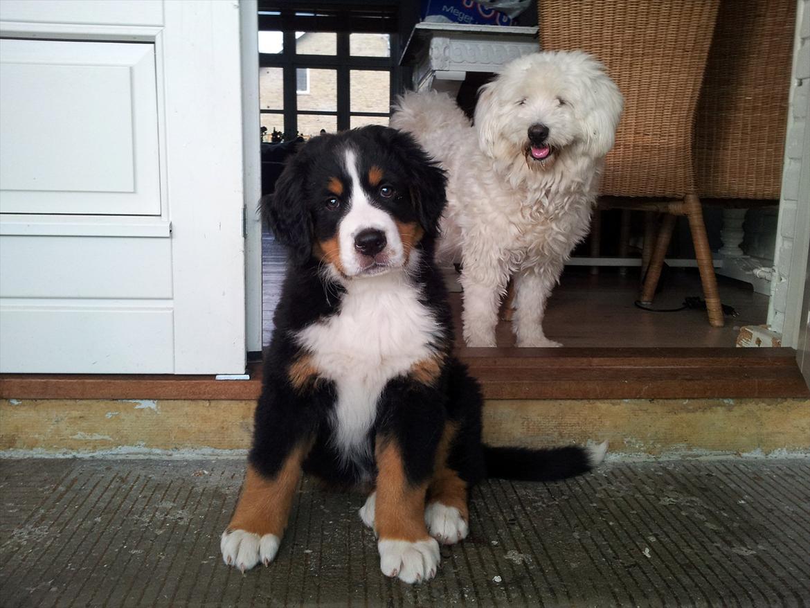 Berner sennenhund Bernhard billede 1