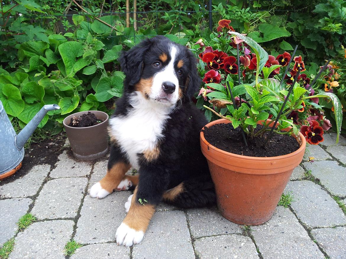 Berner sennenhund Bernhard billede 2