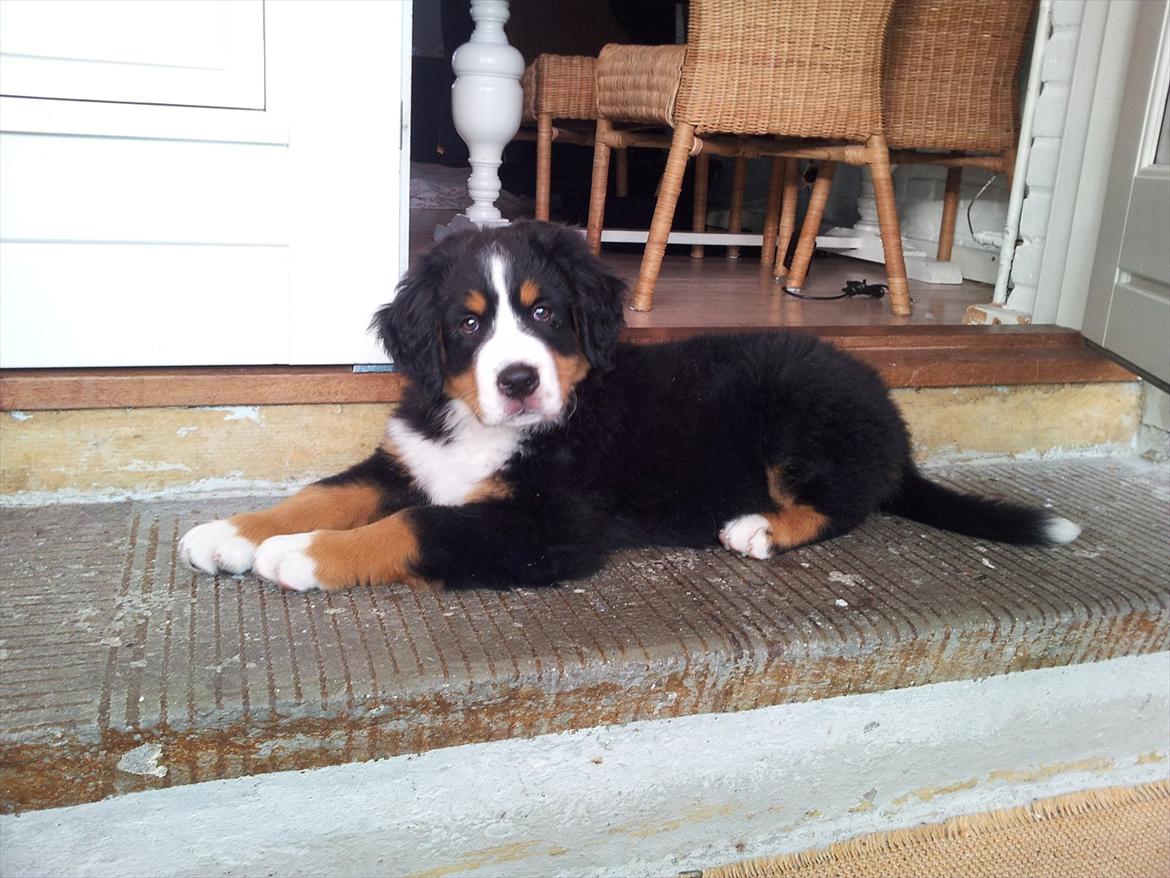 Berner sennenhund Bernhard billede 3